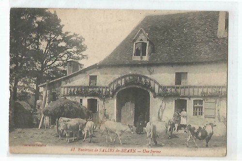 Salies bearn farm cows - salies,