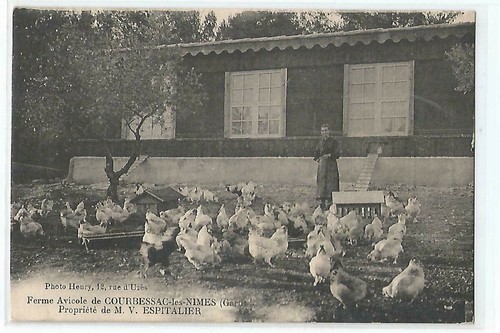 Poultry farm courbessac - 30,