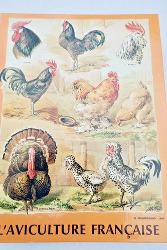 Hen the french poultry farming - the,