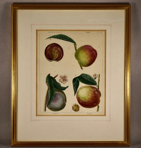 Antique fig fruit french - fig,