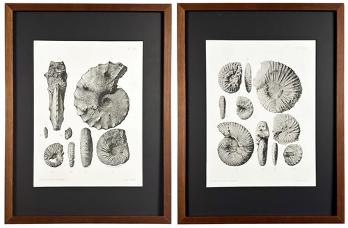 1894 antique ammonite fossil - ammonite,