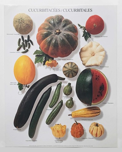 Cucurbitales by atelier - "cucurbitales",